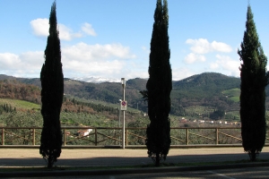Cipressi al parcheggio
