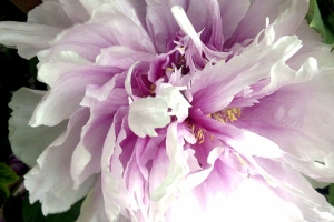 fiore