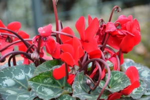 giardino (2)