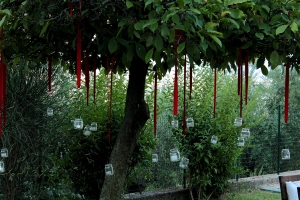 festa di l'aurea 7